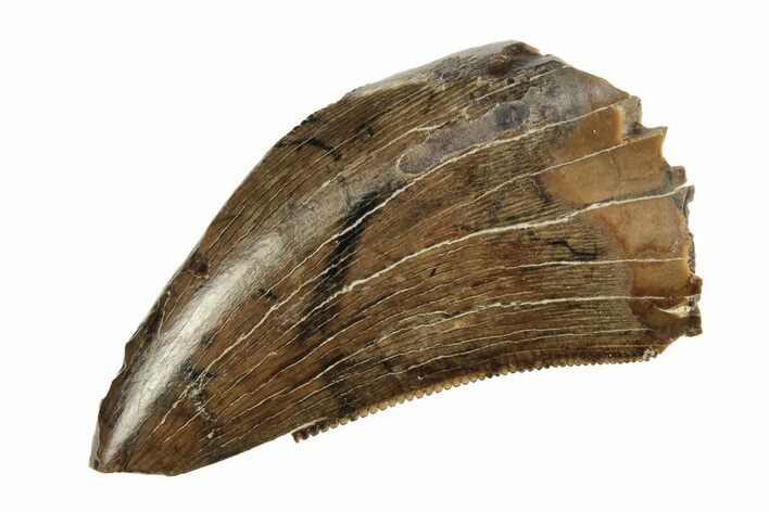 Serrated, Tyrannosaur (Nanotyrannus?) Tooth - Wyoming #263899